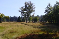 19-09-2009_falkenstein_MTB-TouraufdenFalkenstein004