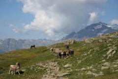 21-08-2009_mont-blonc_IMG_1279