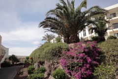 20-03-2010_fuerte_DSC00752