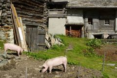 14-08-2011_zermatt_Zermatt20110223