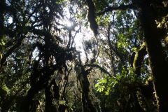 23-01-2011_-mike-kili_Killi2011014