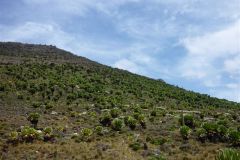 23-01-2011_-mike-kili_Killi2011020