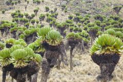 23-01-2011_-mike-kili_Killi2011024