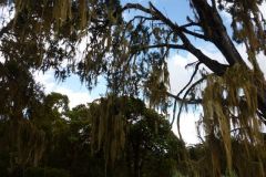 23-01-2011_-mike-kili_Killi2011049