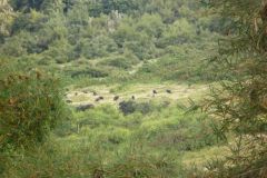 23-01-2011_-mike-kili_Killi2011050