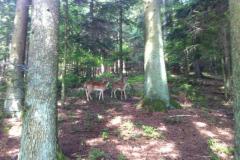 20130619_MTB-Training_54
